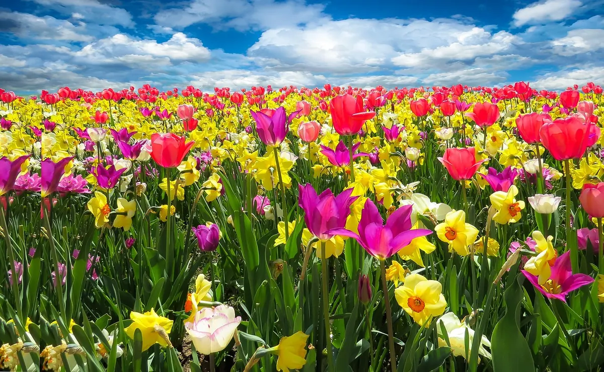 Seasonal Motif Checklist: 12 British Wildflowers for Spring Designs